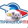 Песец триколора-0:4